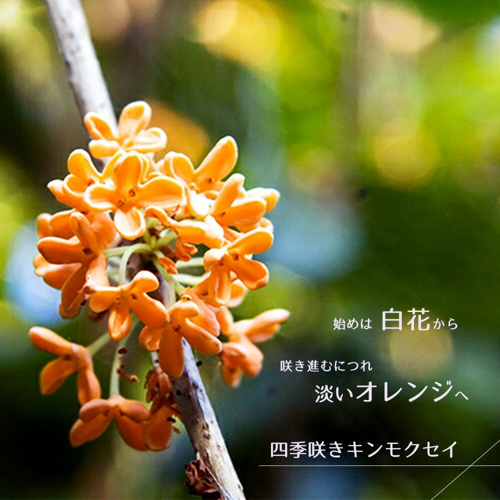 四季咲き金木犀（キンモクセイ） 根巻き苗