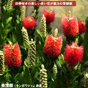 ブラシノキ (カリステモン・キンポウジュ) 8号ポット大苗
