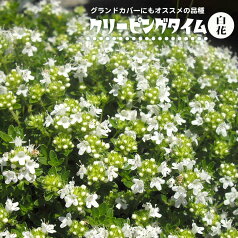 ハーブ 苗 白花クリーピングタイム ホワイト（這いずる性） 3号ポット苗