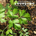 【イタリアンパセリ】 ハーブ 3号ポット苗