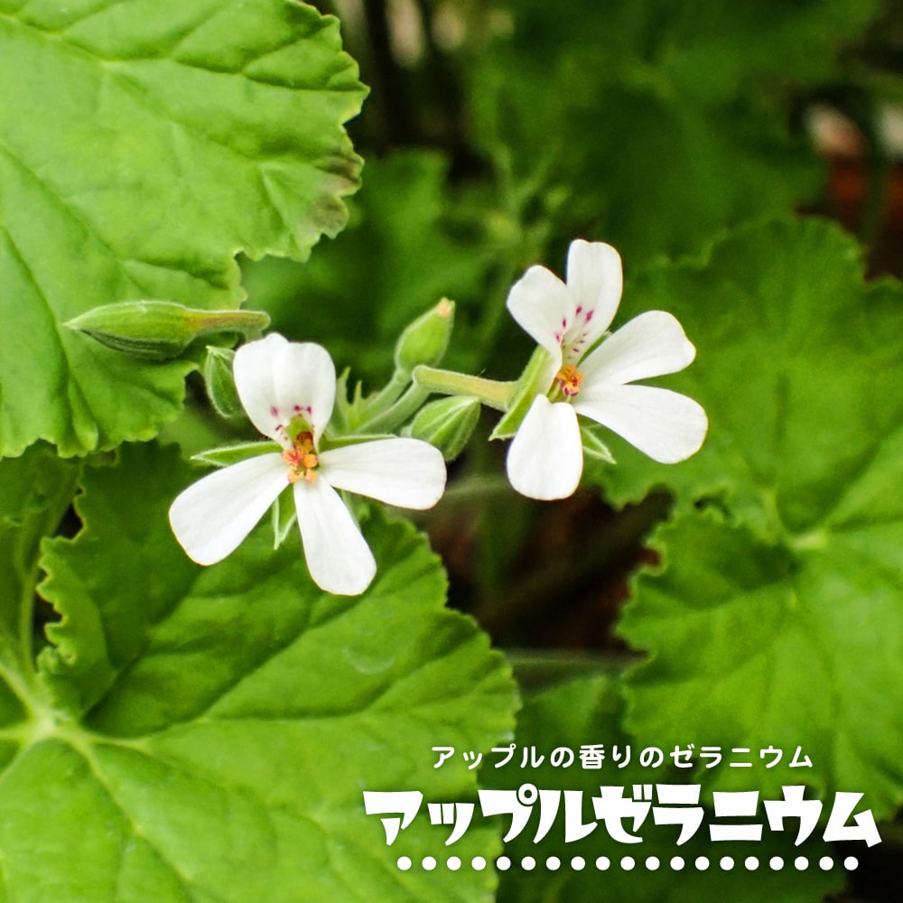 市場 ローズゼラニウム 蚊取り草 ハーブ苗