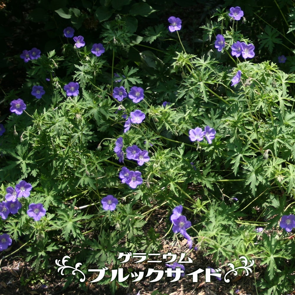 ゲラニウム 【ブルックサイド】 3号ポット苗のサムネイル