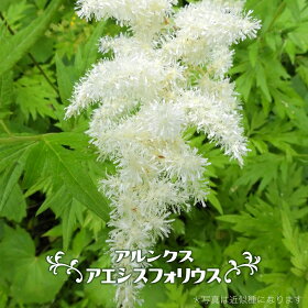 https www rakuten ne jp gold hana online