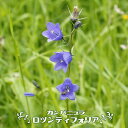 カンパニュラ 【ロツンディフォリア】 3号ポット苗
