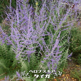 https www rakuten ne jp gold hana online