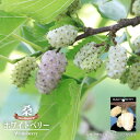 マルベリー ホワイトベリー 1年生接木 5号ポット苗 【予約販売】10~11月頃入荷予定