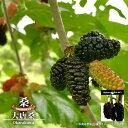 マルベリー(桑の木) 【大唐桑】 接木 鉢植え 【予約販売】10~11月頃入荷予定