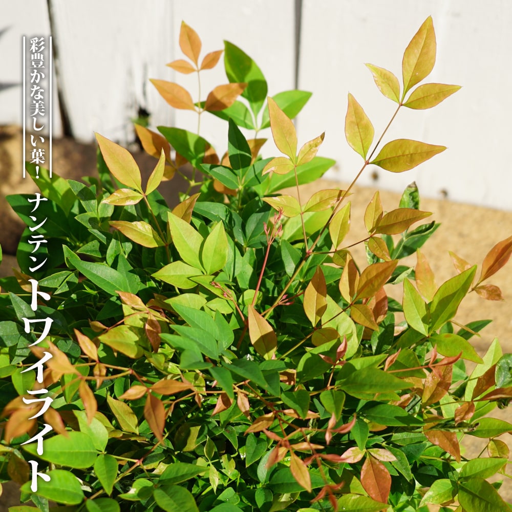 矮性 斑入り 西洋ナンテン トワイライト ポット苗 常緑樹 低木 庭木