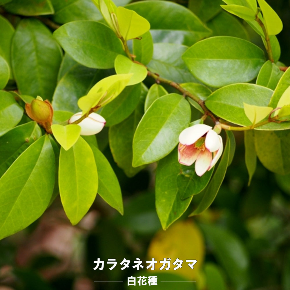 白花カラタネオガタマ 5号ポット苗 低木 庭木 常緑樹