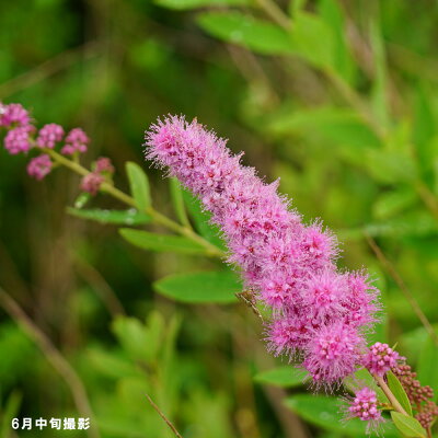 シモツケ 植物図鑑 シモツケ 植物図鑑