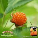 【オレンジピコ】 ラズベリー ポット苗