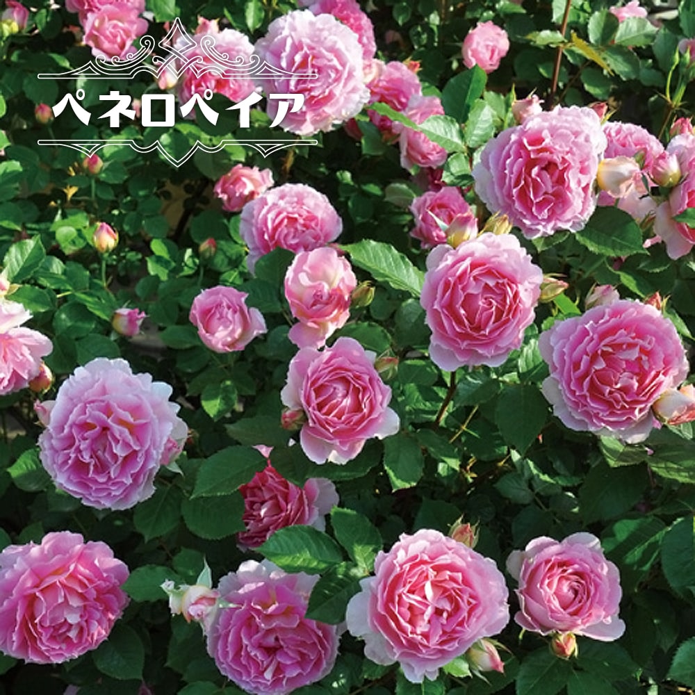 四季咲き半つるバラ 【ペネロペイア】 2年生大苗 登録品種・品種登録