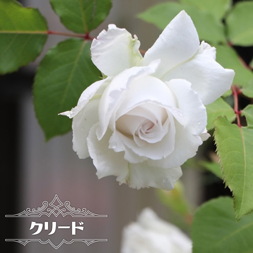 四季咲き半つるバラ 【クリード】 2年生大苗 登録品種・品種登録