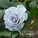 四季咲きバラ苗 【ブルーグラビティー】 2年生大苗 登録品種・品種登録 【予約販売】12月~翌年1月頃入荷予定
