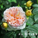四季咲き半つるバラ 【ジュール・ヴェルヌ】 2年生大苗 登録品種・品種登録 【予約販売】12月~翌年1月頃入荷予定