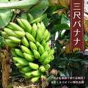 バナナの木 【三尺バナナ】 ポット苗 沖縄県産熱帯果樹