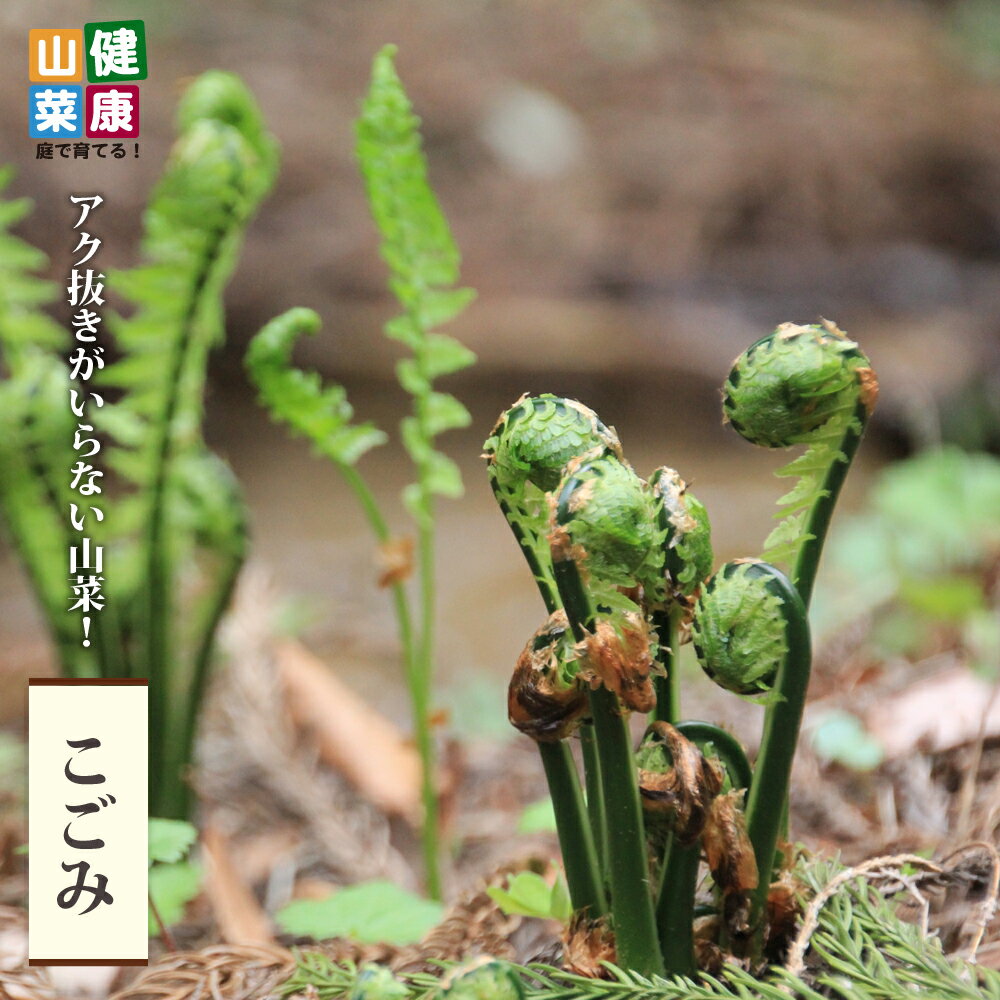 山菜 【コゴミ】 （クサソテツ） 3.5号ポット苗 健康山菜