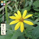 【きくいも】 3.5号ポット苗 健康山菜