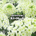 【スノーフレーク】 八重咲きカシワバアジサイ ポット苗