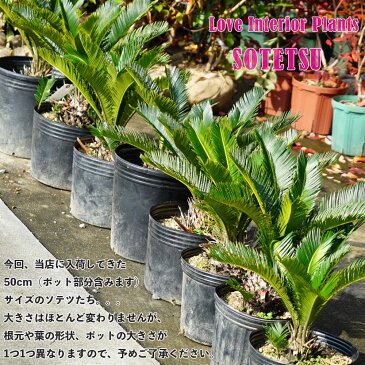 蘇鉄 (ソテツ) 50cm Good Style 観葉植物 庭木 常緑樹 【本数限定販売】