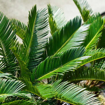 蘇鉄 (ソテツ) 60cm Good Style 大苗 観葉植物 庭木 常緑樹 【本数限定販売】