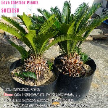 蘇鉄 (ソテツ) 70cm Good Style 大苗 観葉植物 庭木 常緑樹 【本数限定販売】