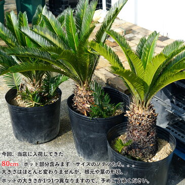 蘇鉄 (ソテツ )80cm Good Style 特大苗 観葉植物 庭木 常緑樹 【本数限定販売】 【西濃運輸お届け】【北海道・沖縄・離島不可】