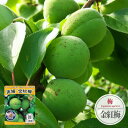 梅の苗木 【金紅梅】 実梅 うめ 1年生接木苗 単品 or 受粉樹セット 【予約販売】11〜12月頃入荷予定