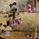 トキワマンサク 【五色】 5号ポット苗 挿し木 【ハナヒロバリュー】 登録品種・品種登録