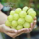 【天山】 ぶどう 1年生接木苗 ウィルスフリー 【予約販売】12月~翌年1月頃入荷予定