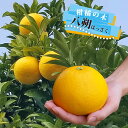 【八朔 (はっさく)】 2年生接木苗