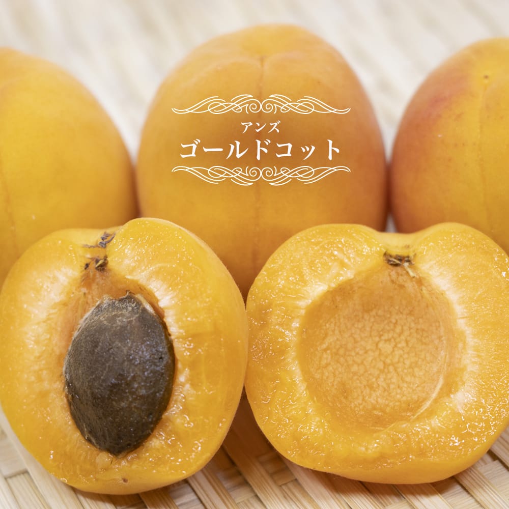 【ゴールドコット （ゴールドアプリコット）】 1年生接木苗 【予約販売】11～12月頃発送予定