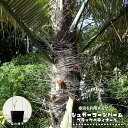 ヤシ 【シュガーコーンパーム ブラックペティオール】 実生 3号ポット苗
