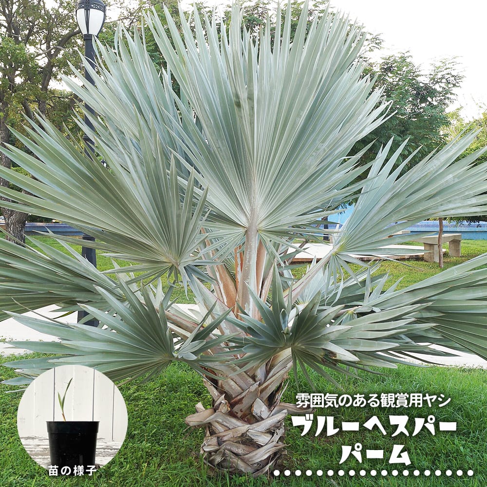 楽天市場】植物 シルバーリーフ(種類(植物)ヤシ)の通販 楽天市場】植物 シルバーリーフ(種類(植物)ヤシ)の通販