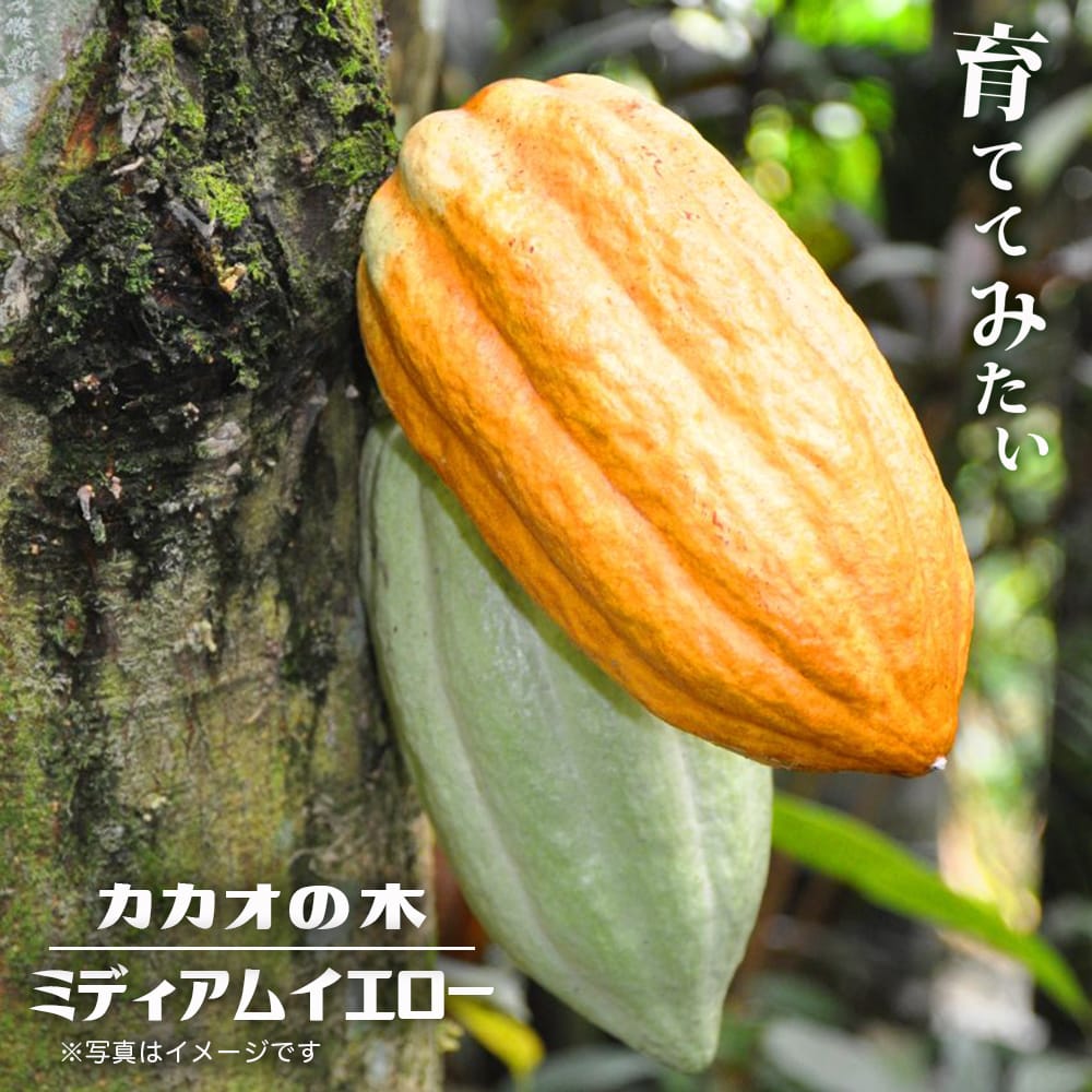 カカオ 【ミディアムイエロー】 1年生実生苗 3号ポット