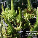 【ツメレンゲ 】 多肉植物 観葉植物 3.5号ポット