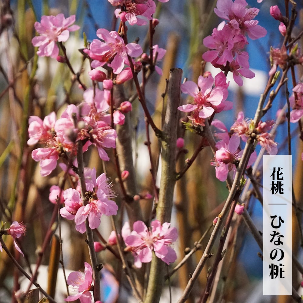 ハナモモ 【ひなの粧（ヒナノヨソオイ）】 1年生接木苗