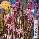 ハナモモ 【ひなの粧(ヒナノヨソオイ)】 2年生 接木苗 6号ロングポット