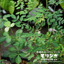 奇跡の樹!【モリンガ ヒルブランディー】 (ワサビノキ) スーパーフード 苗木