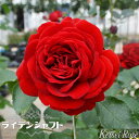 四季咲きバラ苗 【ライデンシャフト (CL)】 2年生大苗 登録品種・品種登録 【予約販売】12月~翌年1月頃入荷予定