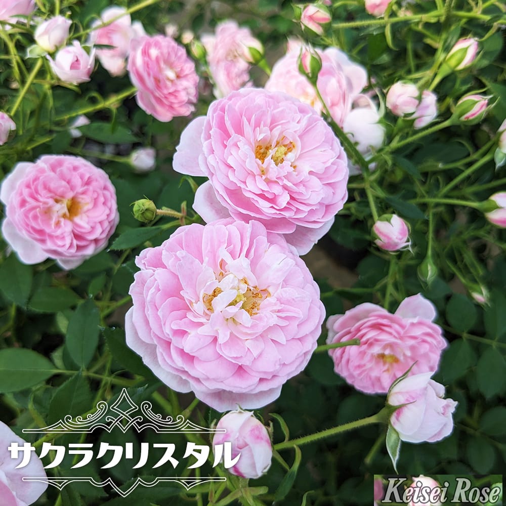 四季咲きバラ苗 【サクラクリスタル （SH）】 2年生大苗 登録品種・品種登録のサムネイル