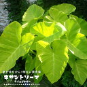 キサントソーマ ライムジンガー 4号ポット苗