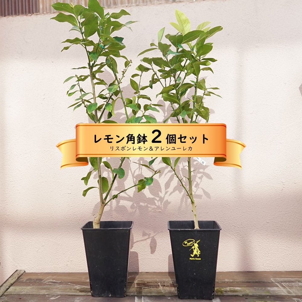 レモンの木 角鉢苗セット 【リスボンレモン＆アレンユーレカ】 2年生接木苗のサムネイル