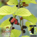 マルベリー(桑の木) 【トルコフルーツ】 接木 鉢植え