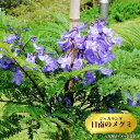 矮性ジャカランダ 【日南のメグミ】 6号鉢植え 接ぎ木