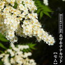 ホザキナナカマド 【セム】 3.5号ポット苗