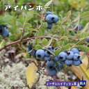 【アイバンホー】 ノーザンハイブッシュ系 2年生挿木苗 ブルーベリー苗木