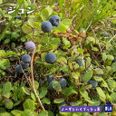 【ジュン】 ノーザンハイブッシュ系 2年生挿木苗 ブルーベリー苗木