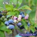 【スタンレー】 ノーザンハイブッシュ系 2年生挿木苗 ブルーベリー苗木
