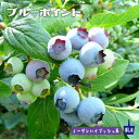 【ブルーポイント】 ノーザンハイブッシュ系 2年生挿木苗 ブルーベリー苗木